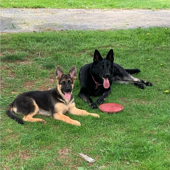 Meet your Posher, Rachel - Picture 3 of 15